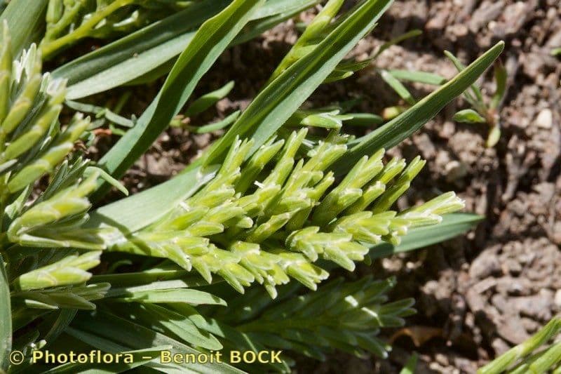 Sclerochloa 19