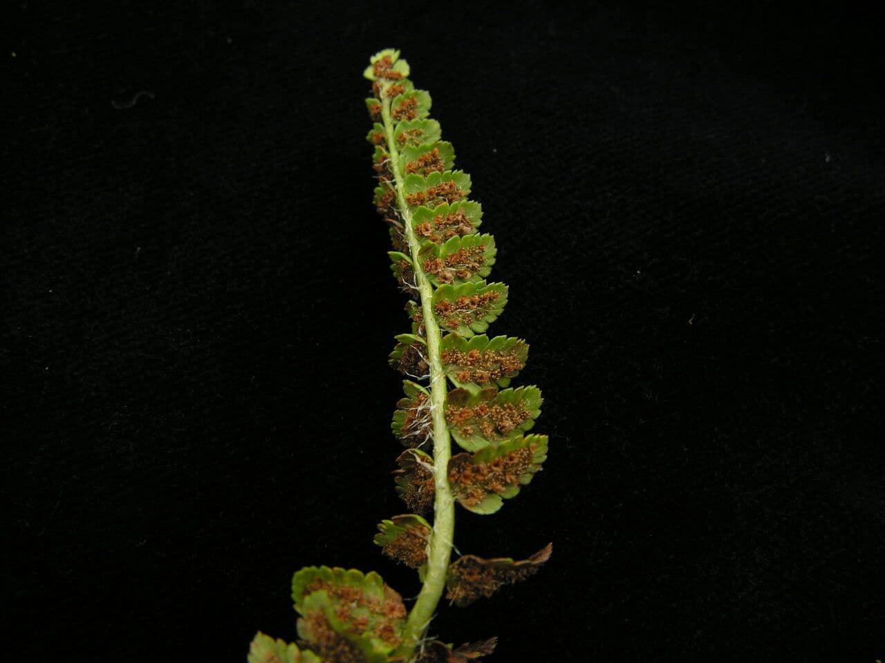 Polystichum 5