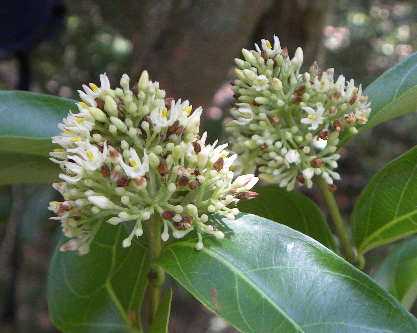 Forsteronia 5
