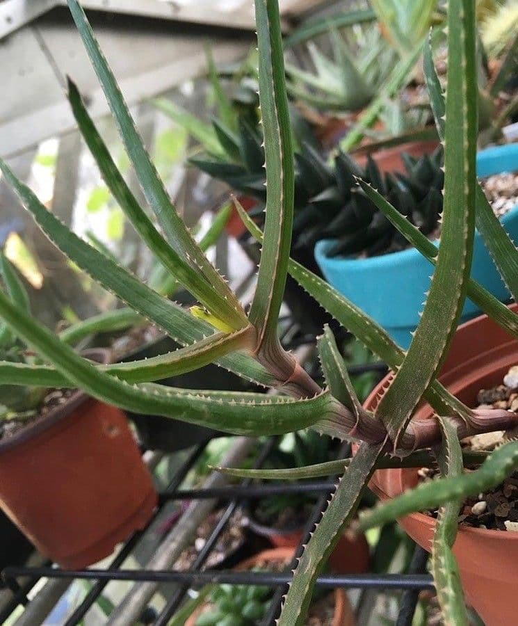 Aloe 9