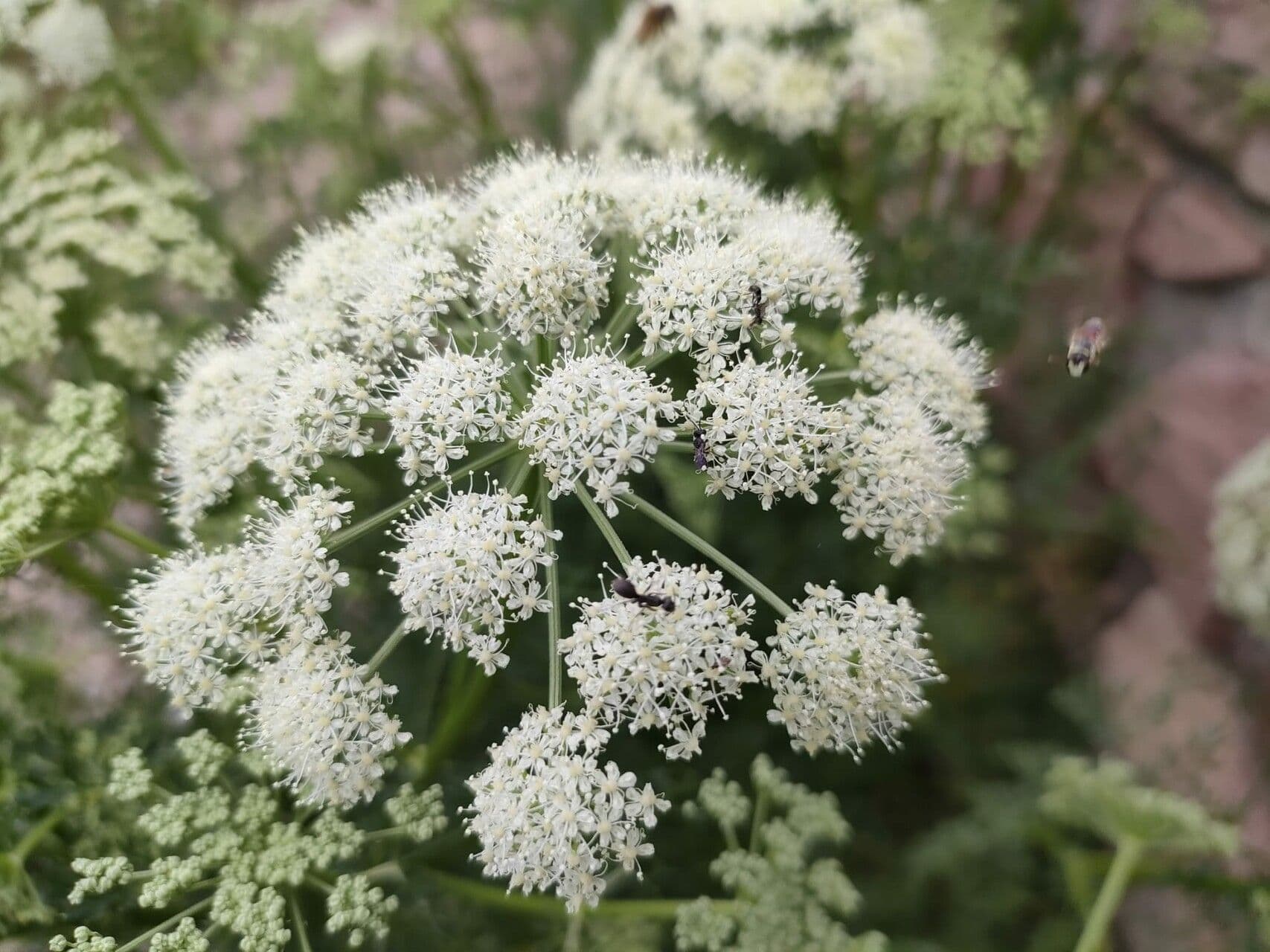 Ligusticum 3