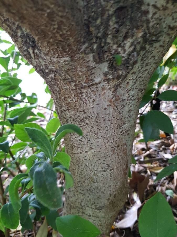Pitosporum 21
