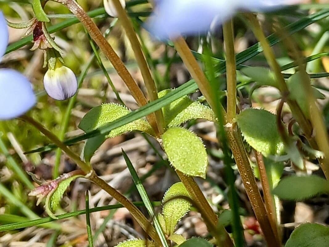 Houstonia azzurra 13