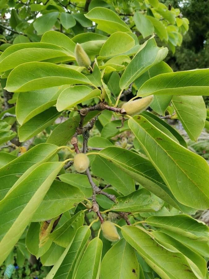 Magnolia