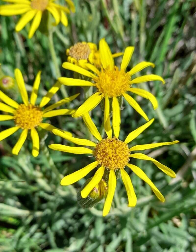 Senecio
