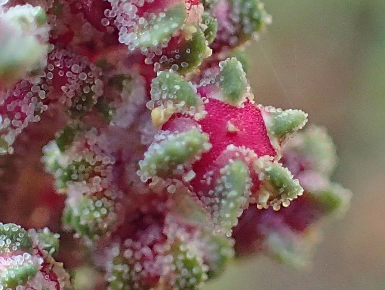 Quinoa 8