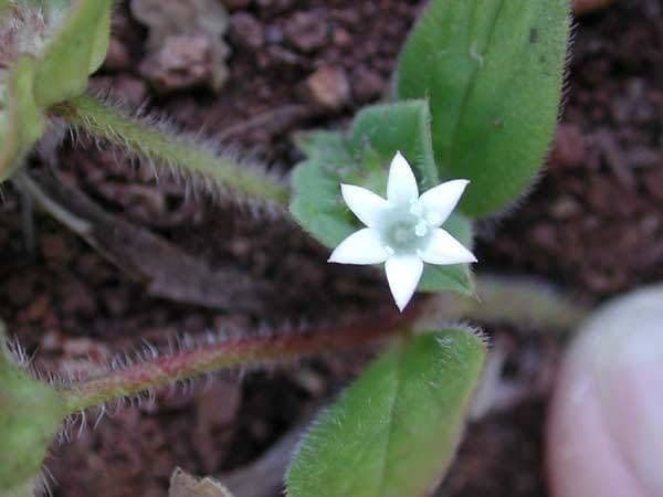 Richardia brasiliana 5