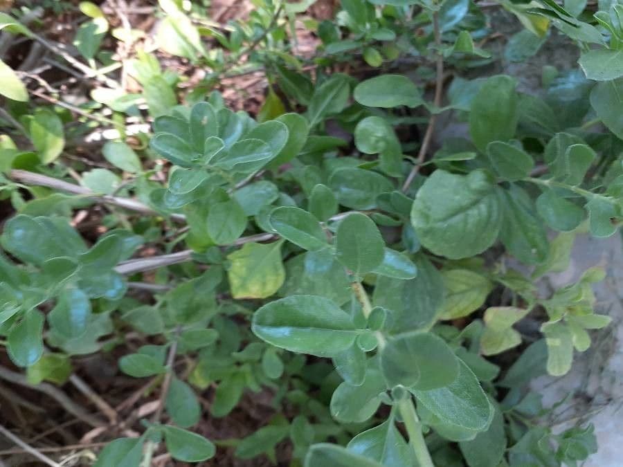 Monardella villosa 15