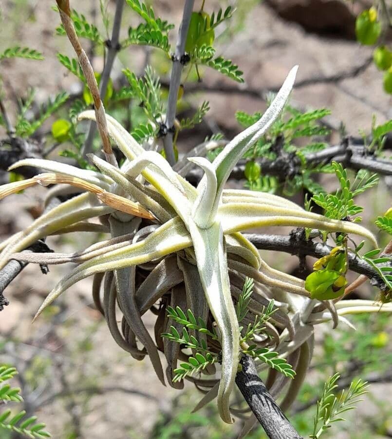 Tillandsia 2