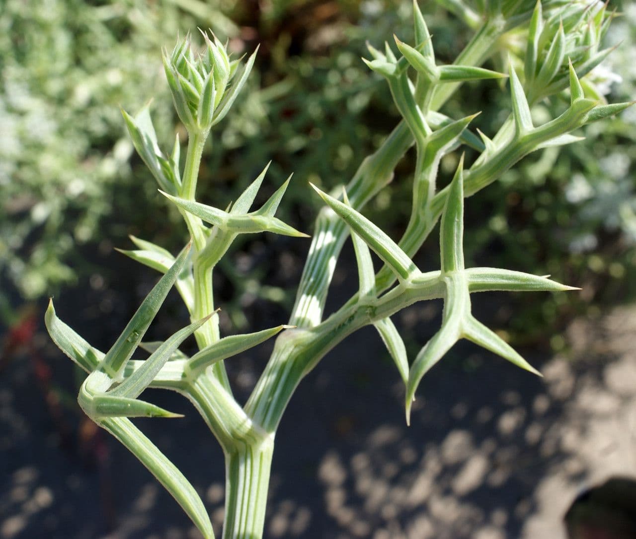 Echinophora spinosa 16