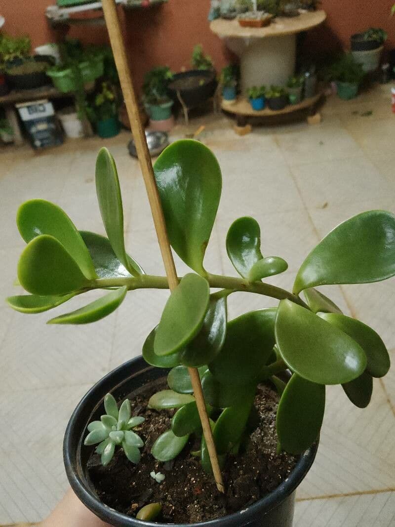 Kleinia 8
