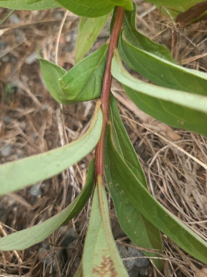 Doellingeria umbellata 19