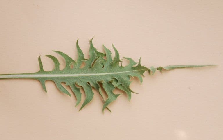 Cerefolio acuminado 16
