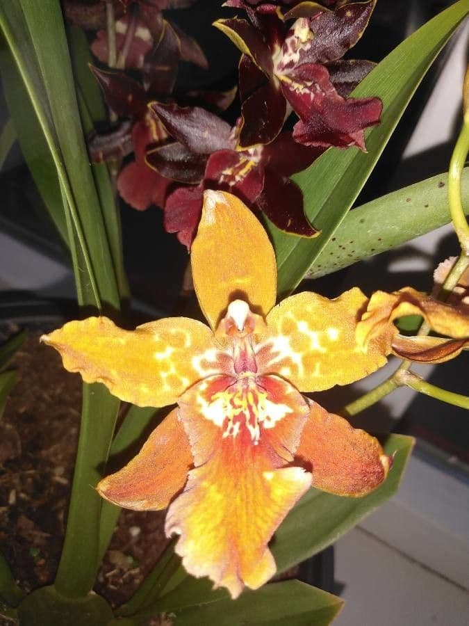 Oncidium