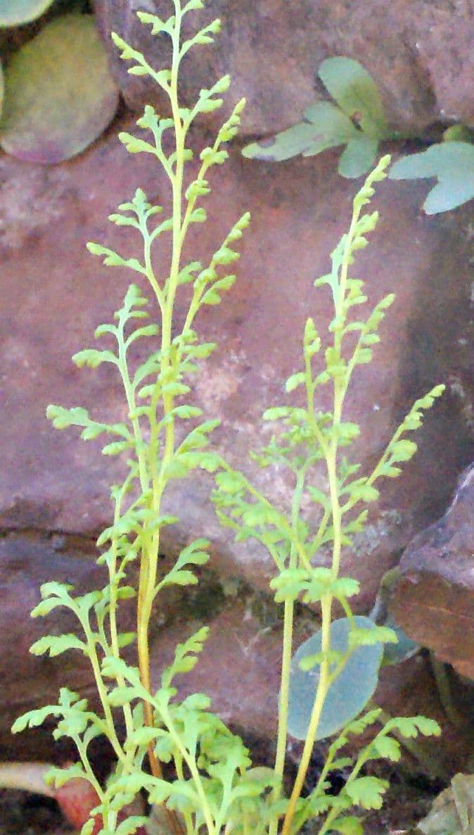 Anogramma leptophylla 24
