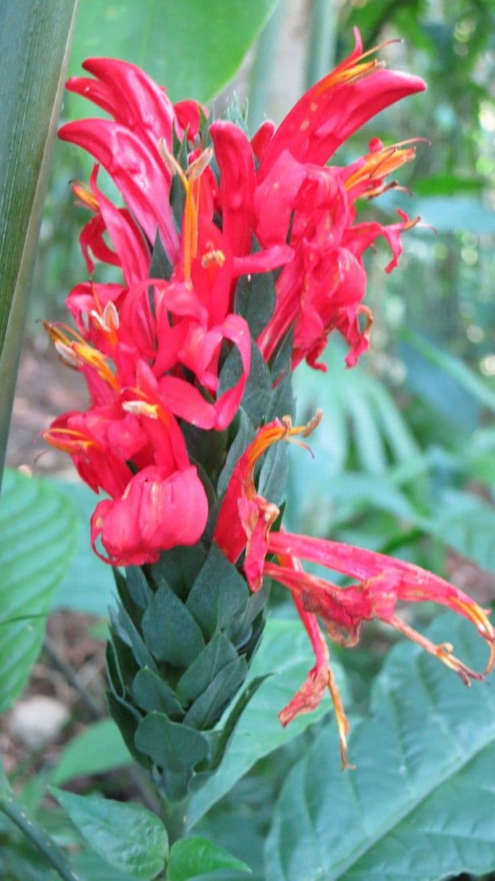 Garde du Cardinal 3