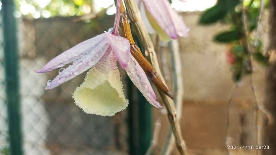 Dendrobium apillo 4
