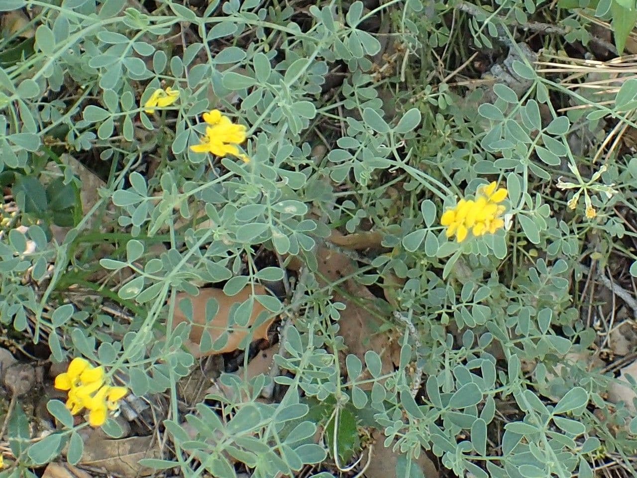 Petite coronille 11