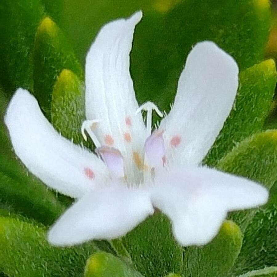Westringia arbustiva 6