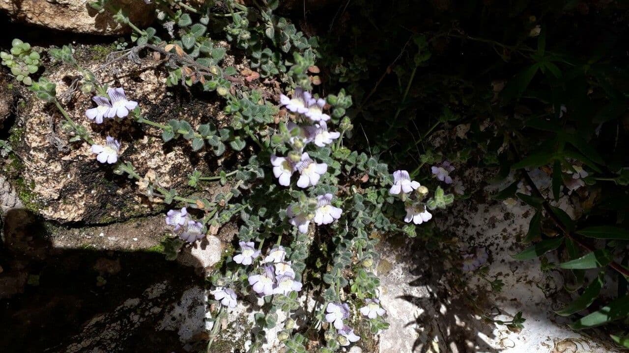 Chaenorhinum villosum 7