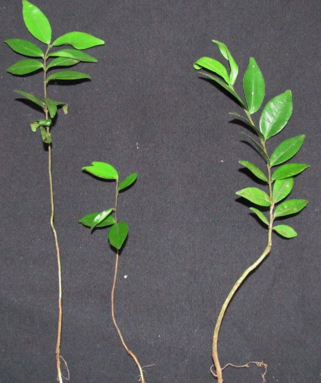 Eugenia 5