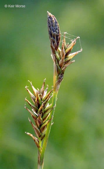 Waldmarbel 2