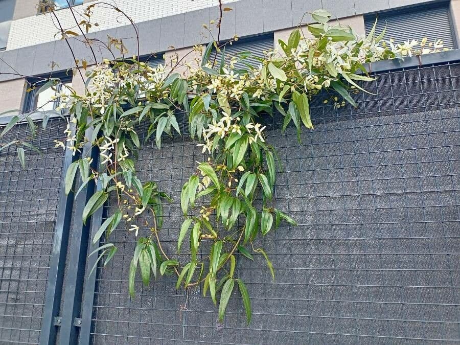 Clematis di Armand 27