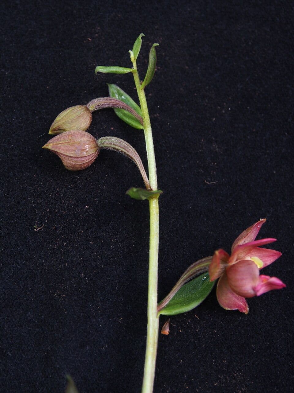 Epipactis di Royle 6
