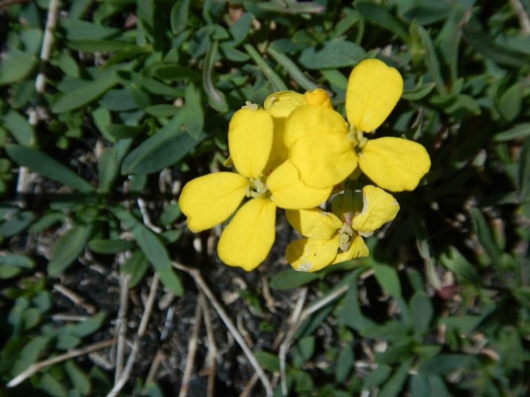 Mauer-Glockenblume 2