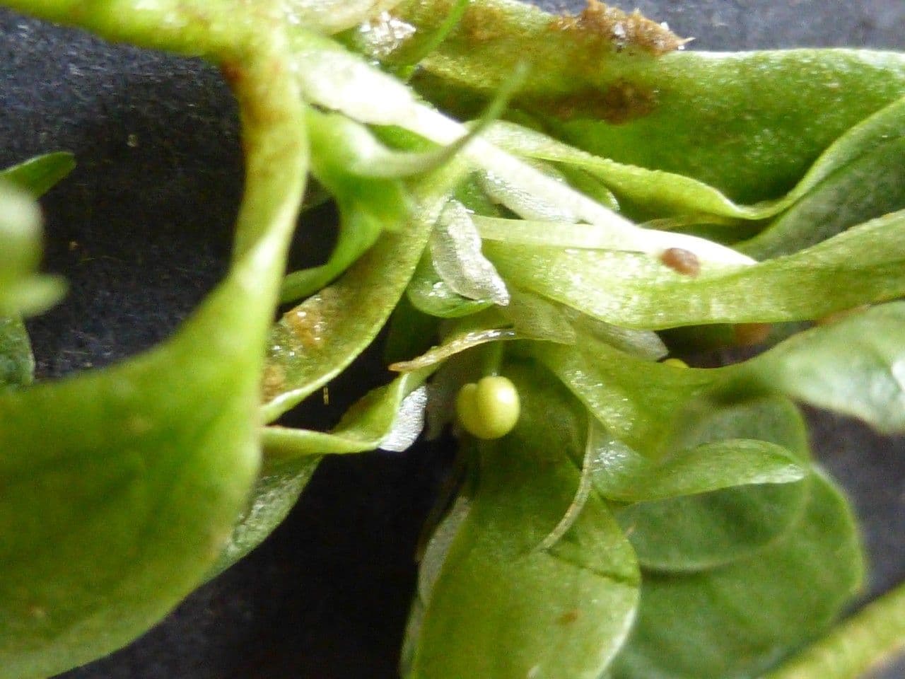 Callitriche brutia 3