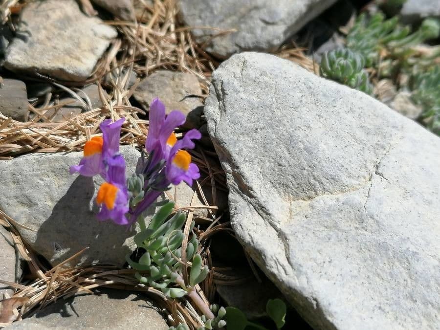Linaria alpina 21