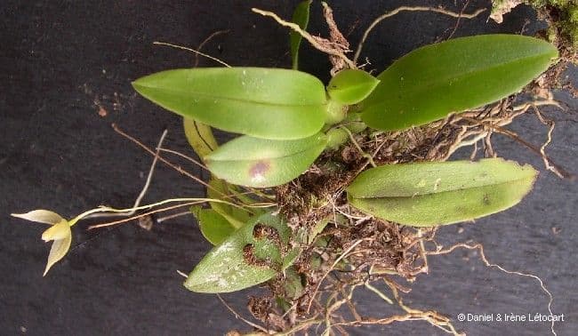 Bulbophyllum 8