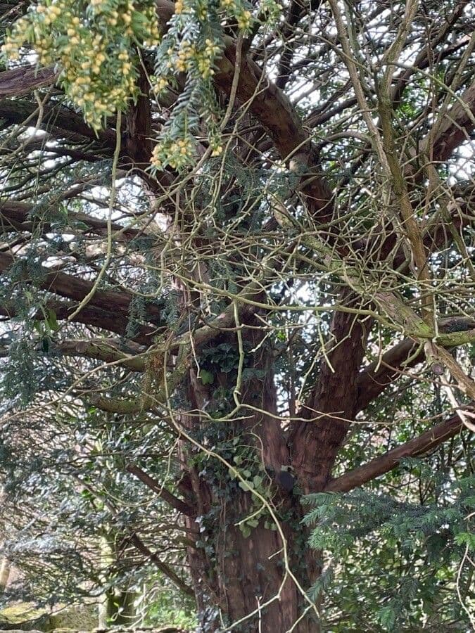 Tsuga occidentale 11