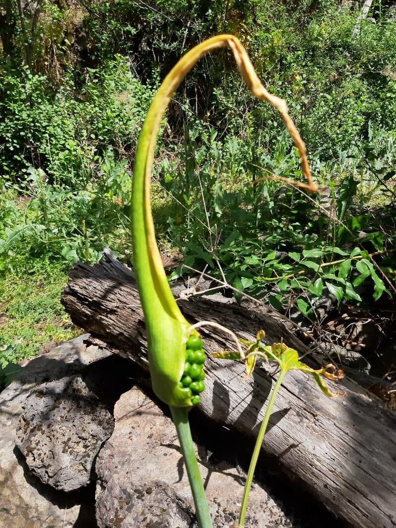 Arum dragon 3