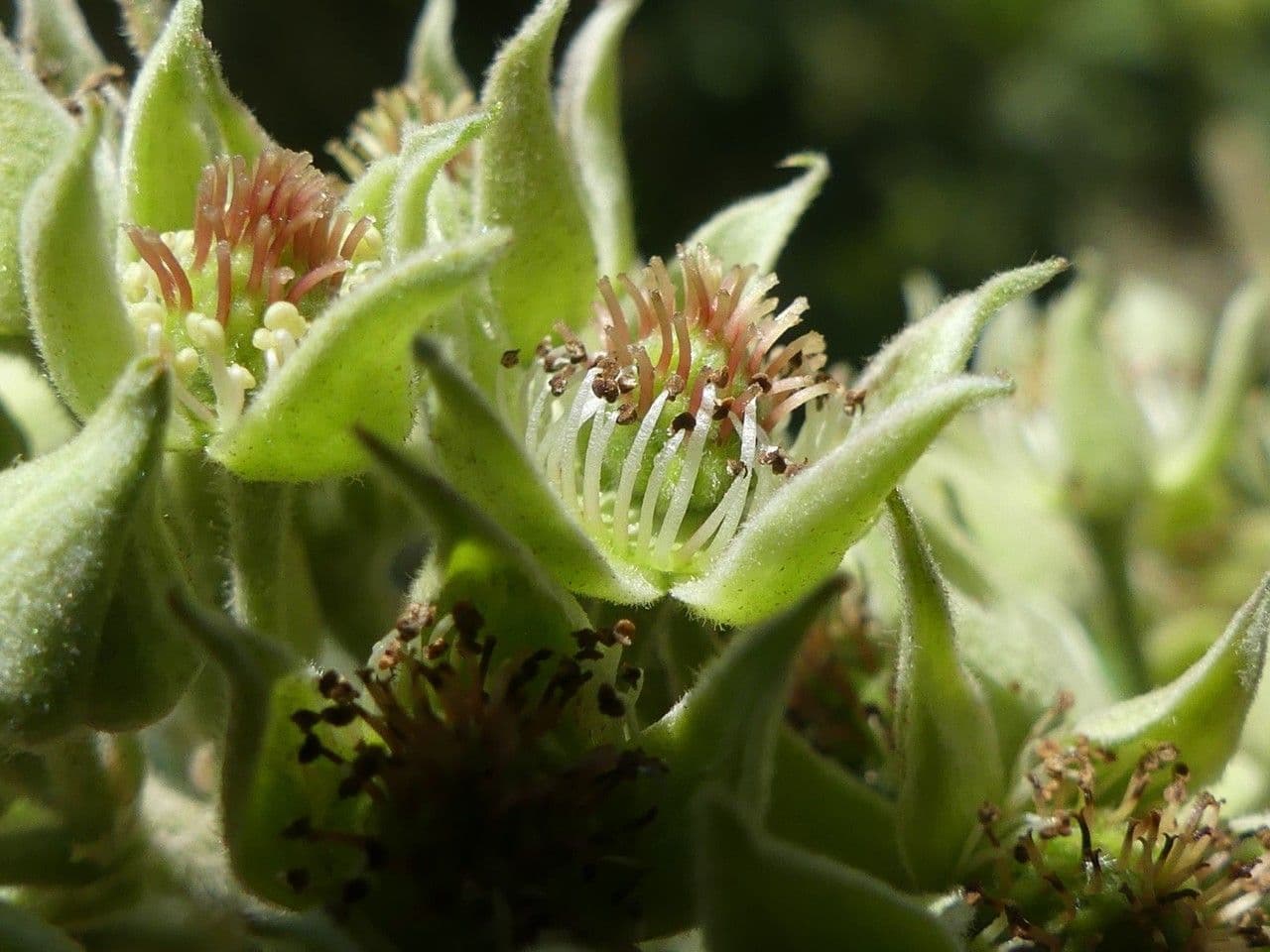 Rubus apetalus 6