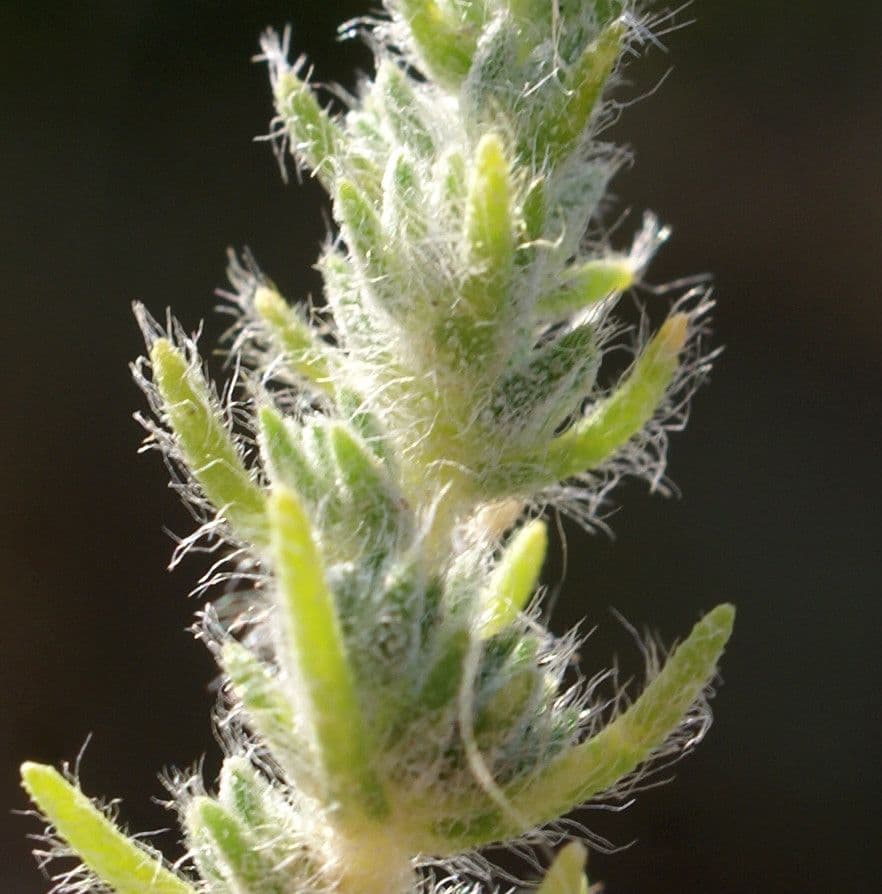 Cressa cretica 8