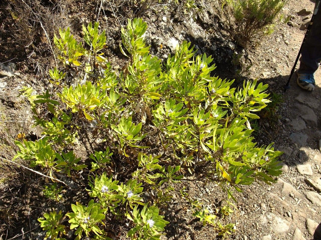 Globularia salicina 8