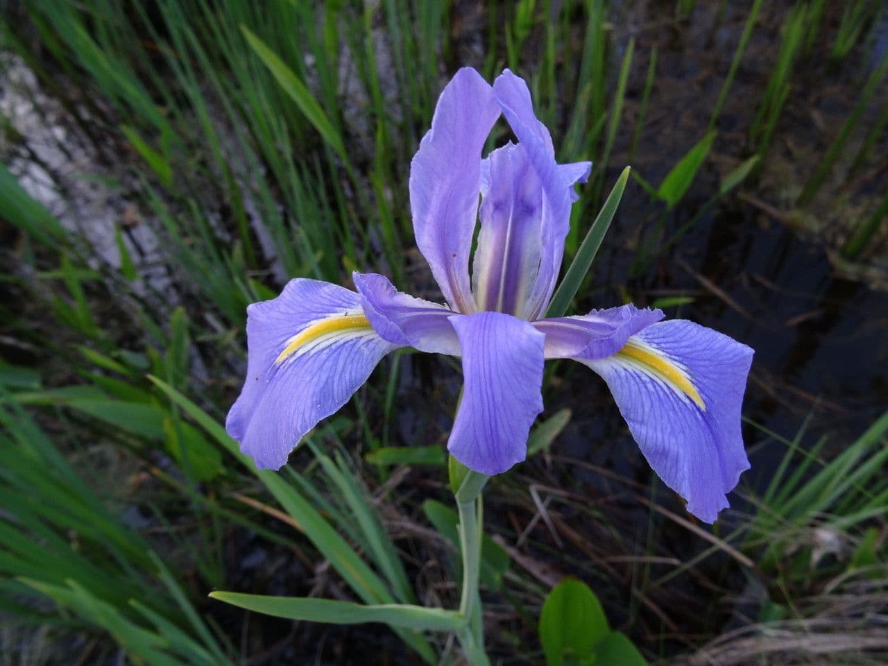 Iris bleu géant 2