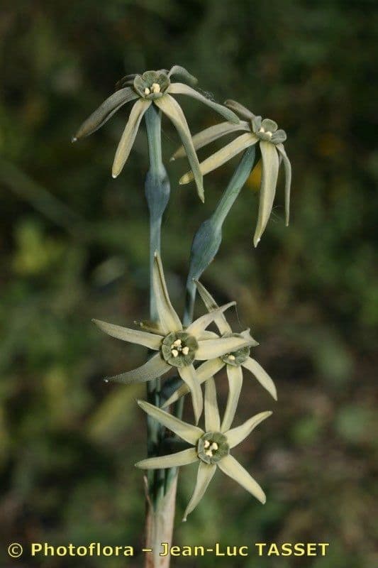 Narciso 5