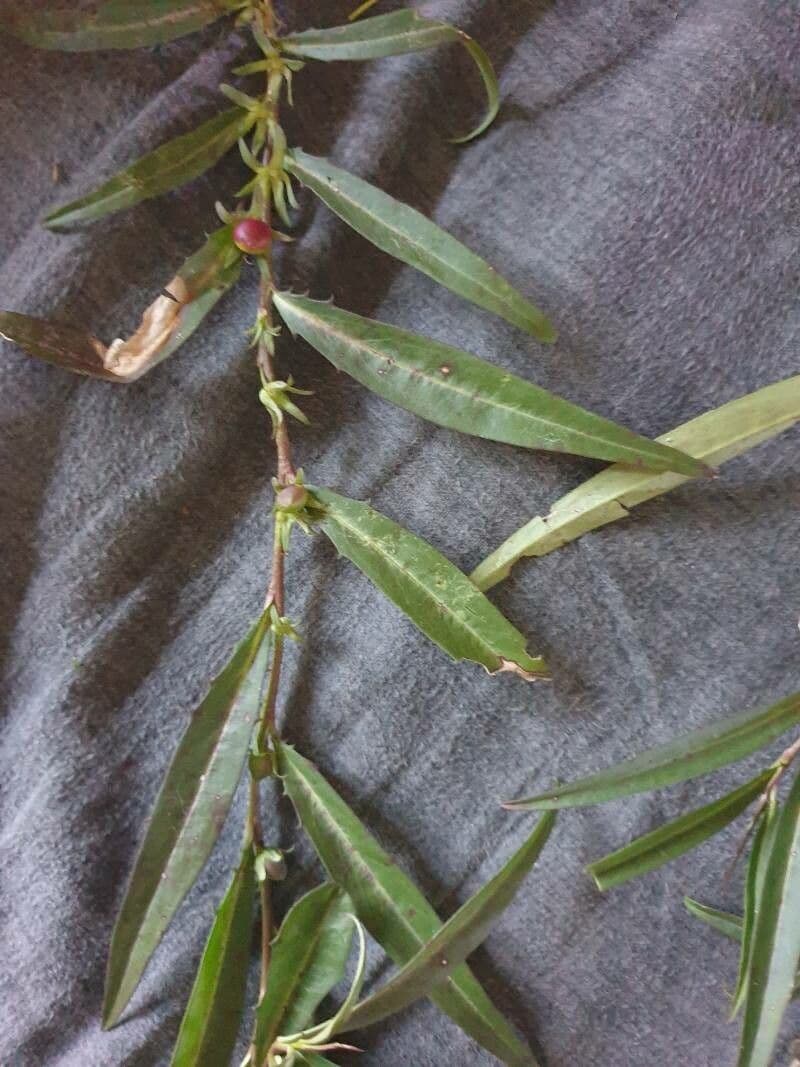 Eremophila debilis 3