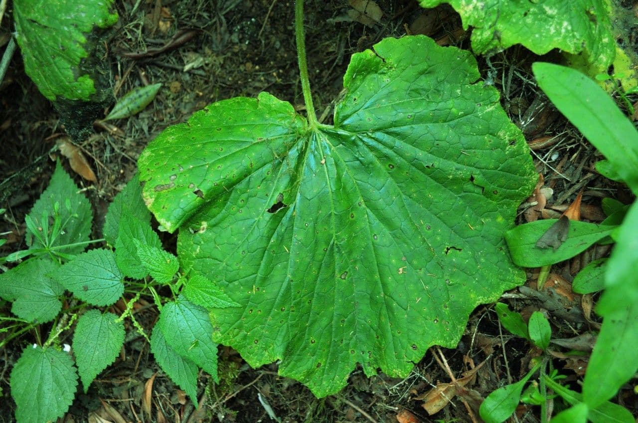 Pericallis 13