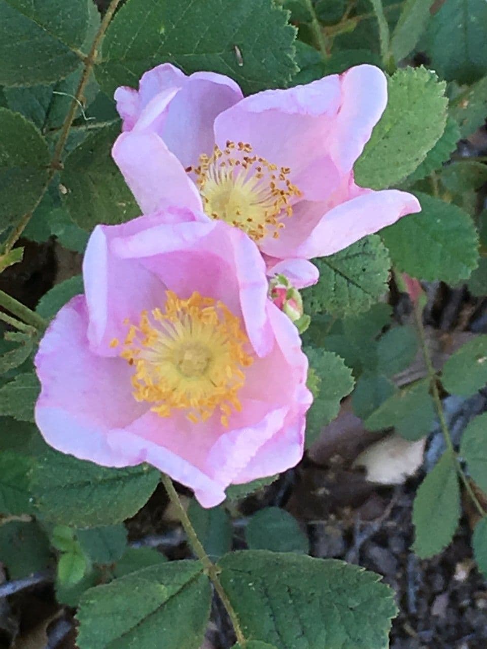 Rosa californiana