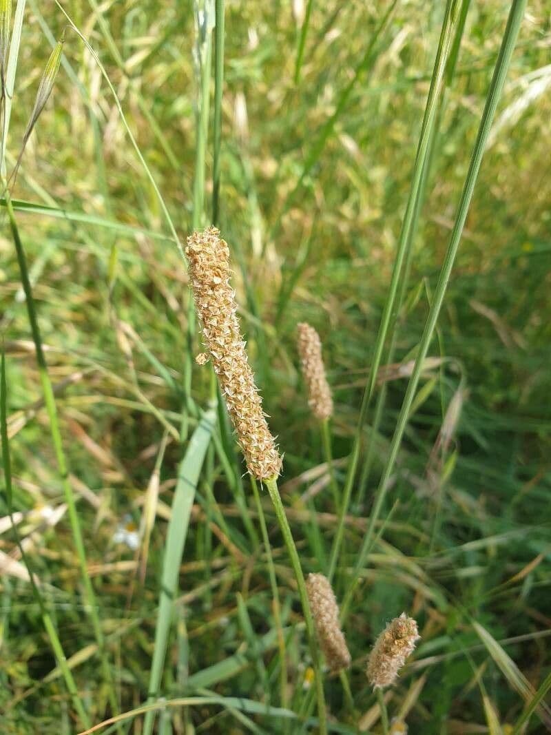 Piantaggine 3