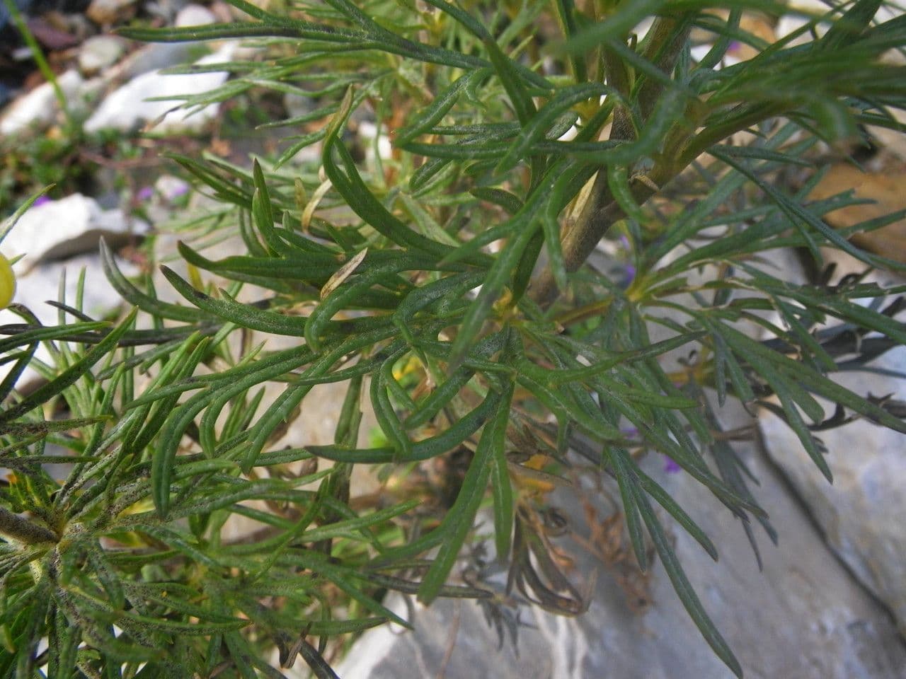 Aconito anthora 18