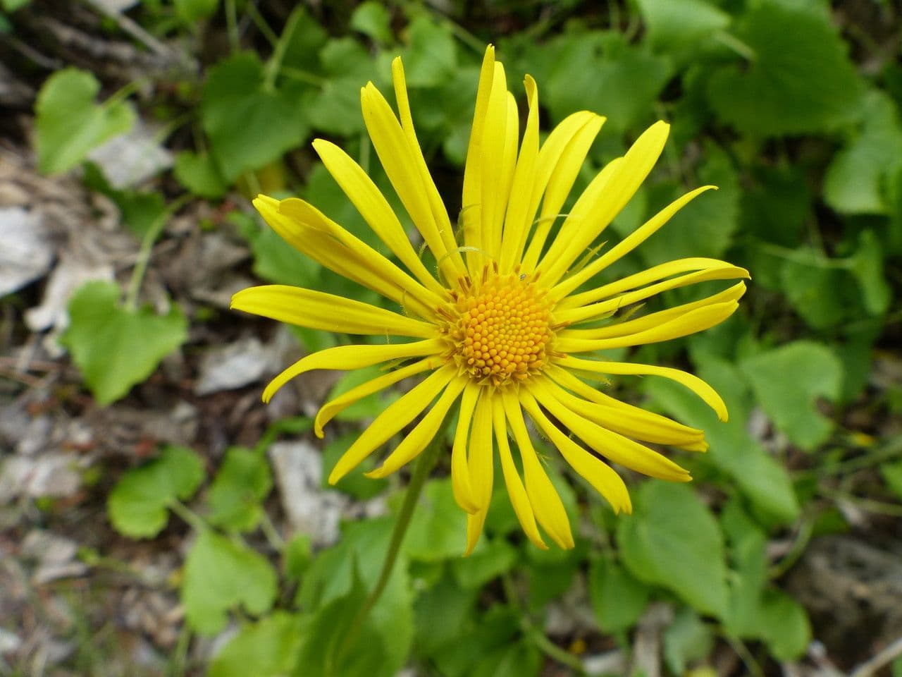 Dorónico 9