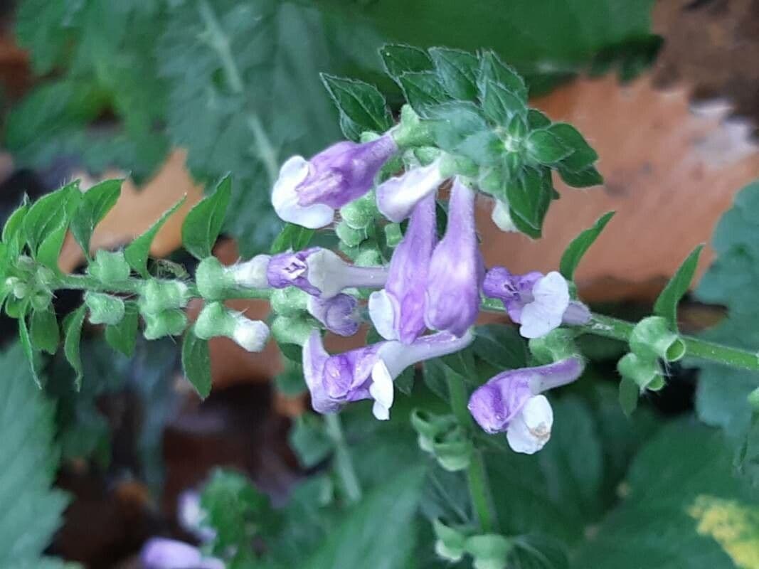 Tarczyca Columny 8