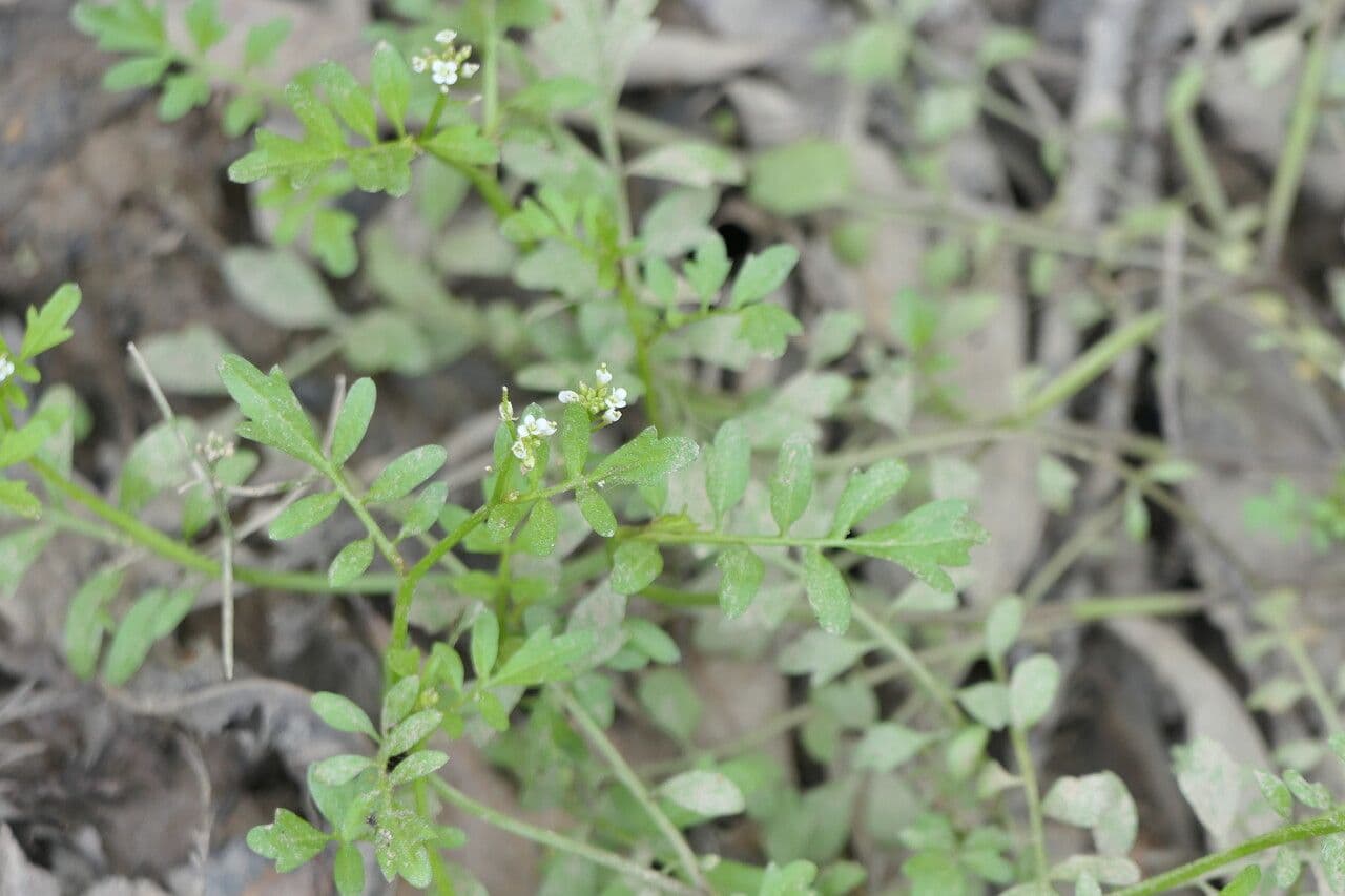 Cardamine pensilvanica