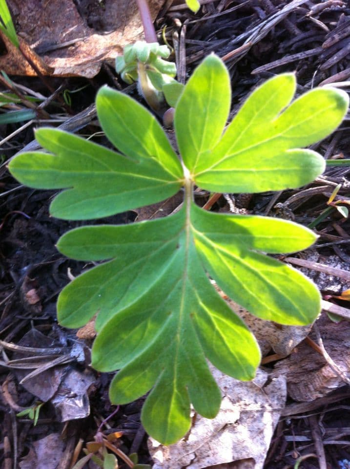 Hydrophyllum 15