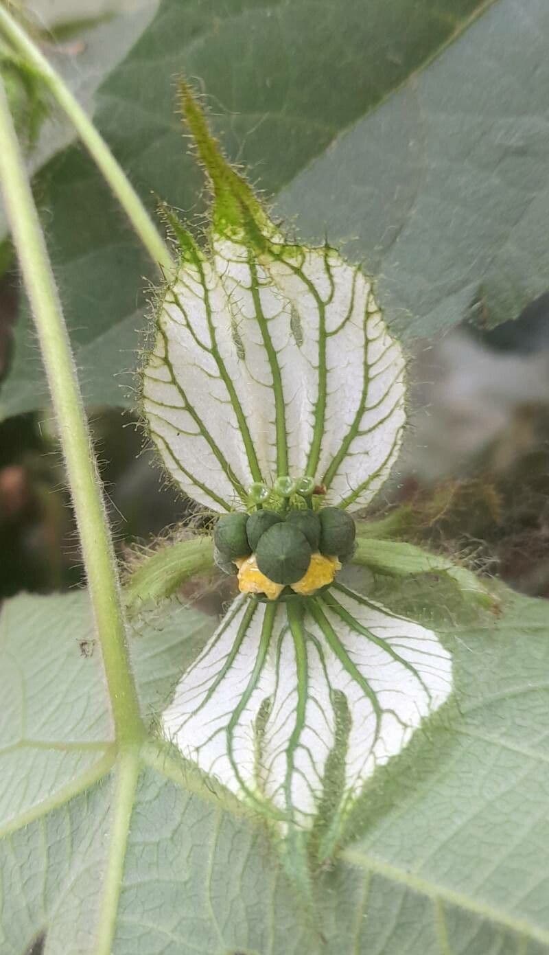 Dalechampia 3