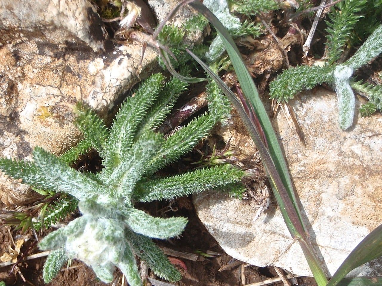 Achillea tomentosa 14